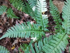 Dryopteris erythrosora