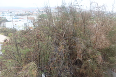 Tamarix aphylla
