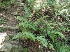 Dryopteris erythrosora