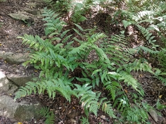 Dryopteris erythrosora