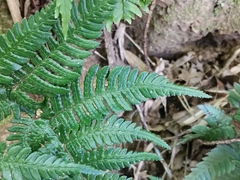 Dryopteris pacifica