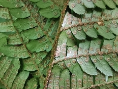 Dryopteris pacifica