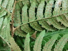Dryopteris pacifica