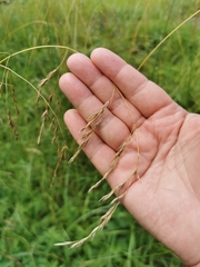 Lolium giganteum