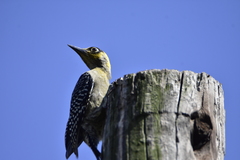 Melanerpes chrysogenys