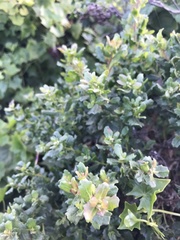 Baccharis pilularis pilularis