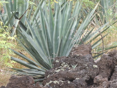 Agave fourcroydes