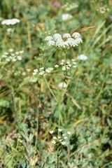 Filipendula