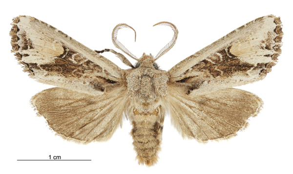 Ichneutica scutata