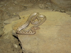 Hypsiglena chlorophaea loreala