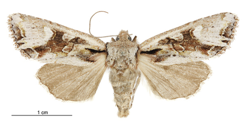Ichneutica scutata photo 3