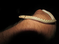 Hypsiglena chlorophaea loreala