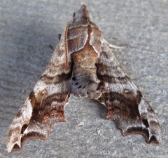 Deidamia inscriptum
