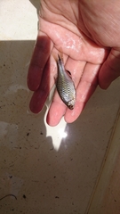 Paratanakia himantegus