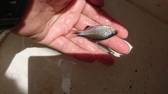 Paratanakia himantegus