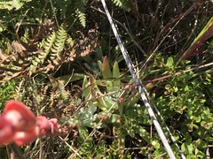 Dudleya farinosa