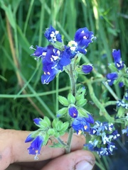 Polemonium occidentale occidentale