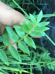 Polemonium occidentale occidentale