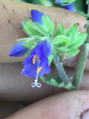 Polemonium occidentale occidentale