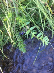 Polemonium occidentale occidentale