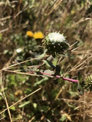Grindelia stricta platyphylla