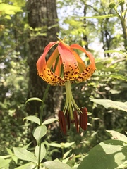 Lilium michauxii