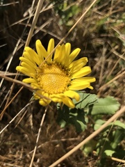 Grindelia stricta platyphylla