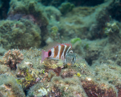 Redbarred Hawkfish photo 4