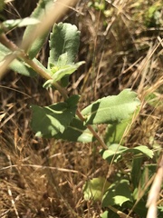 Grindelia stricta platyphylla