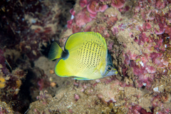 Lemon Butterflyfish photo 5