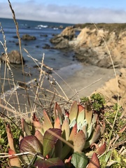 Dudleya farinosa