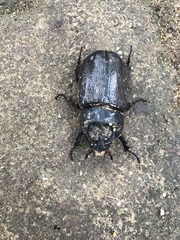 Oryctes rhinoceros
