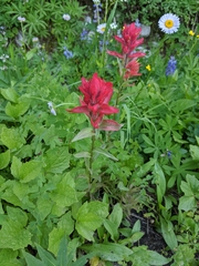 Castilleja elmeri