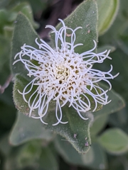 Brickellia greenei