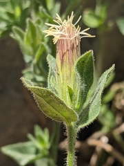 Brickellia greenei