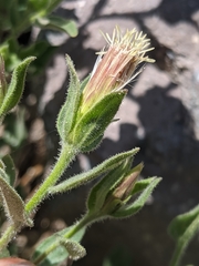 Brickellia greenei
