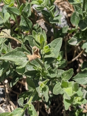 Brickellia greenei