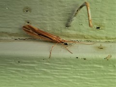 Psychoglypha