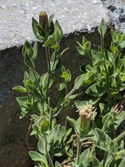 Brickellia greenei