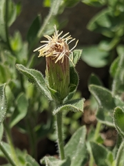Brickellia greenei