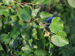 Tilia mandshurica