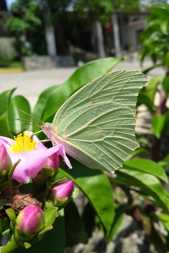 White Angled-Sulphur (Anteos clorinde)