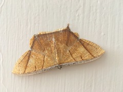 Thinopteryx crocoptera