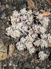 Eriogonum strictum