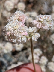 Eriogonum strictum