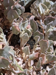 Eriogonum strictum