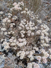 Eriogonum strictum