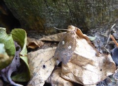 Planotortrix excessana