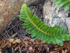 Polystichum scopulinum