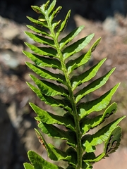 Polystichum scopulinum